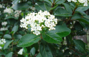 flor durillo5